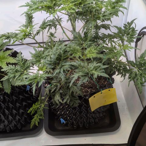Frosty's Purple Freak  growlog timeline photo