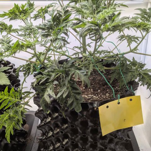 Frosty's Purple Freak  growlog timeline photo