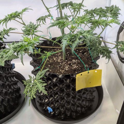 Frosty's Purple Freak  growlog timeline photo
