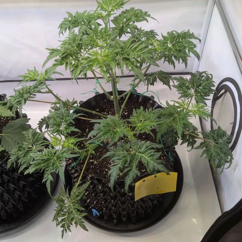 Frosty's Purple Freak  growlog timeline photo