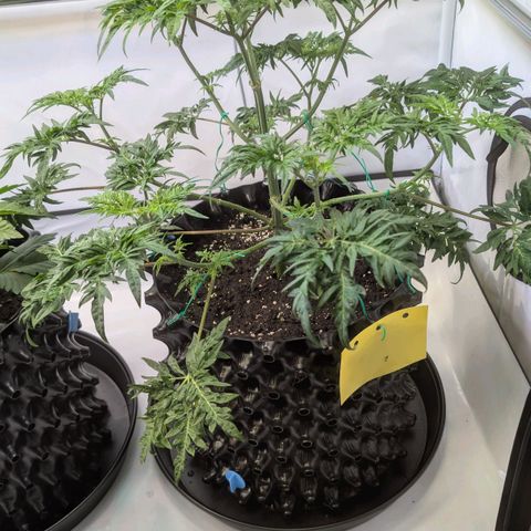 Frosty's Purple Freak  growlog timeline photo