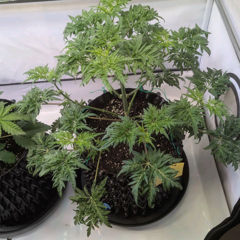 Frosty's Purple Freak  growlog timeline photo