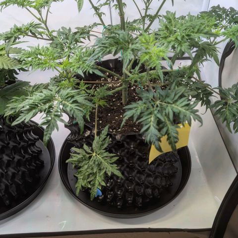 Frosty's Purple Freak  growlog timeline photo
