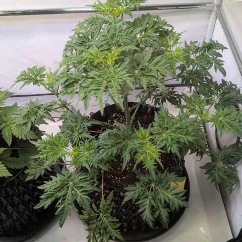 Frosty's Purple Freak  growlog timeline photo