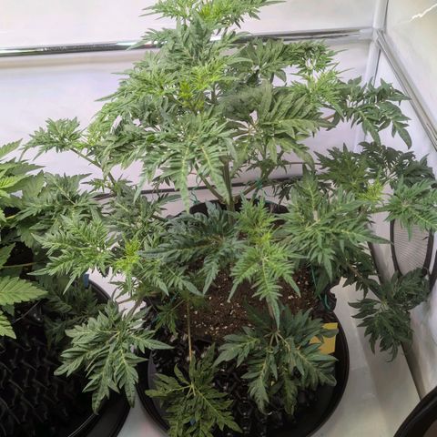 Frosty's Purple Freak  growlog timeline photo