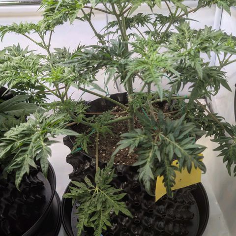 Frosty's Purple Freak  growlog timeline photo