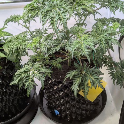 Frosty's Purple Freak  growlog timeline photo
