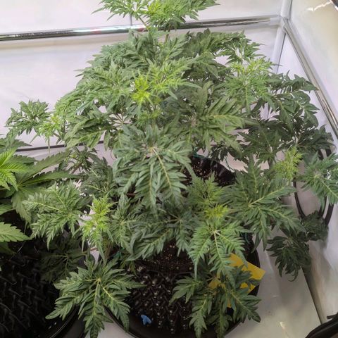 Frosty's Purple Freak  growlog timeline photo