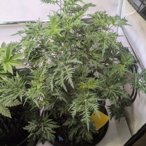 Frosty's Purple Freak  growlog timeline photo