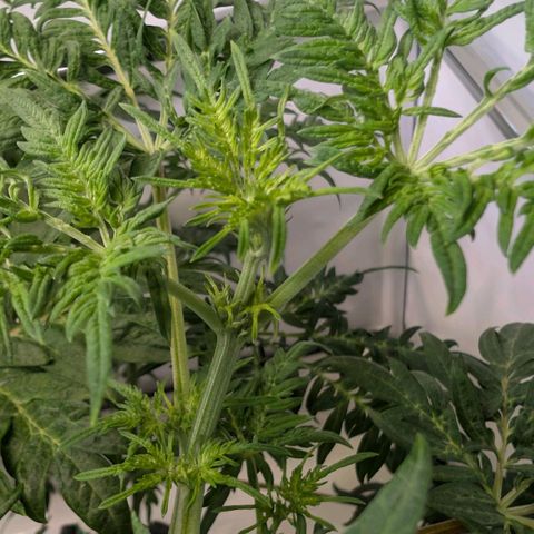 Frosty's Purple Freak  growlog timeline photo