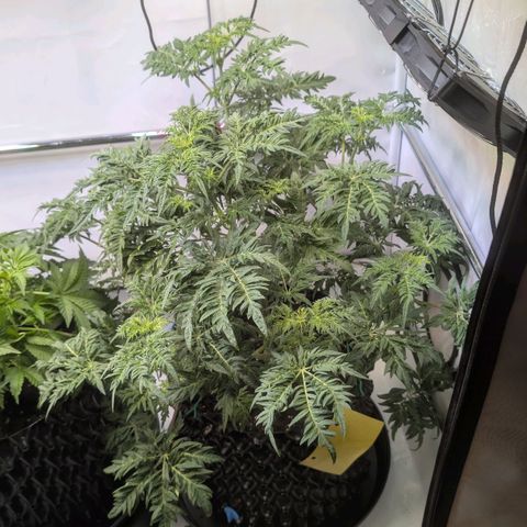 Frosty's Purple Freak  growlog timeline photo