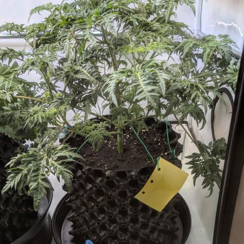 Frosty's Purple Freak  growlog timeline photo