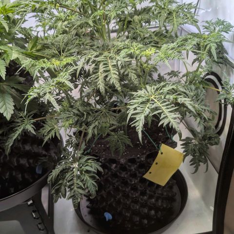 Frosty's Purple Freak  growlog timeline photo