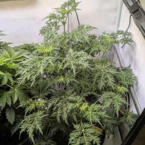 Frosty's Purple Freak  growlog timeline photo