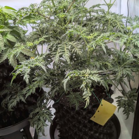 Frosty's Purple Freak  growlog timeline photo