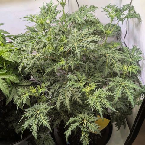 Frosty's Purple Freak  growlog timeline photo