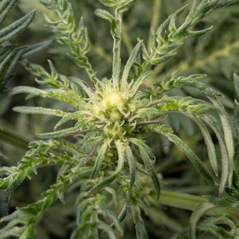 Frosty's Purple Freak  growlog timeline photo