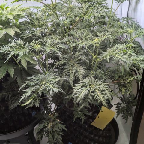 Frosty's Purple Freak  growlog timeline photo