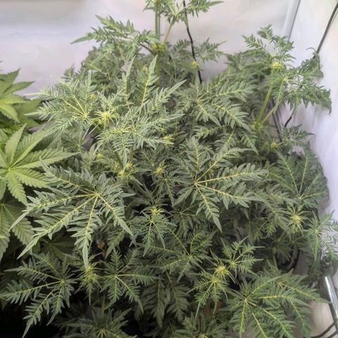 Frosty's Purple Freak  growlog timeline photo
