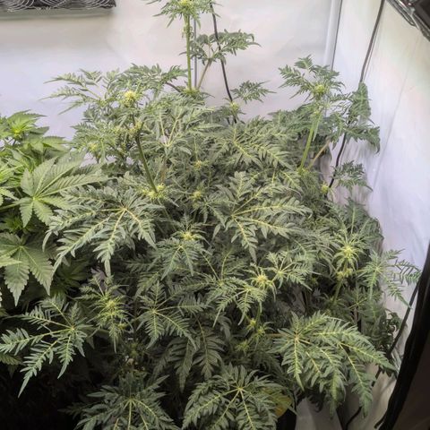 Frosty's Purple Freak  growlog timeline photo