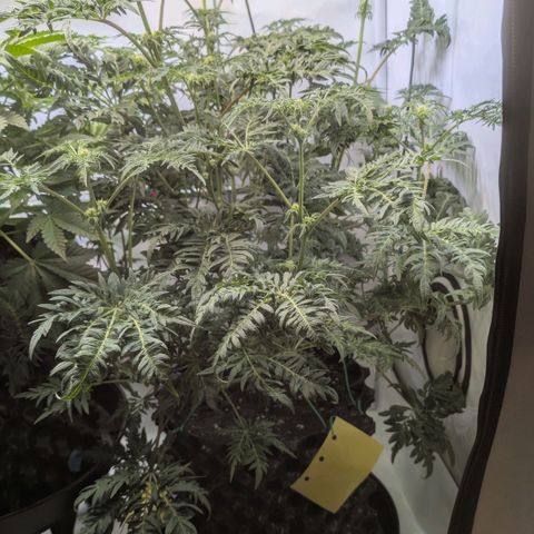 Frosty's Purple Freak  growlog timeline photo