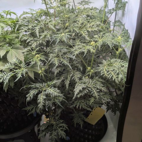 Frosty's Purple Freak  growlog timeline photo