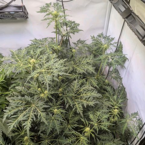 Frosty's Purple Freak  growlog timeline photo