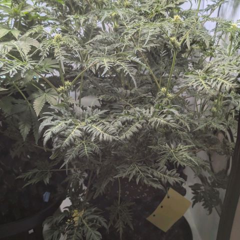 Frosty's Purple Freak  growlog timeline photo