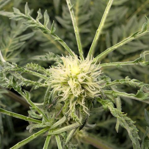 Frosty's Purple Freak  growlog timeline photo