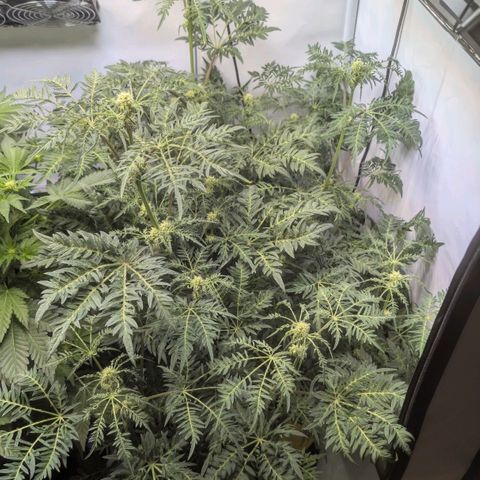 Frosty's Purple Freak  growlog timeline photo