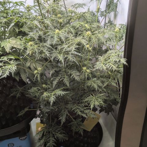 Frosty's Purple Freak  growlog timeline photo