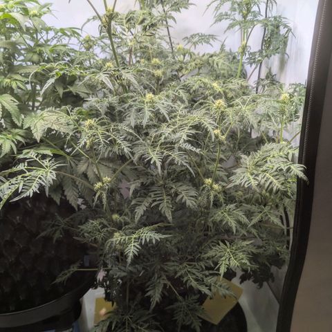 Frosty's Purple Freak  growlog timeline photo
