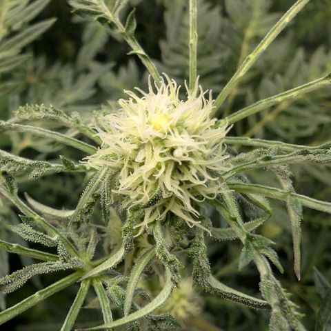 Frosty's Purple Freak  growlog timeline photo