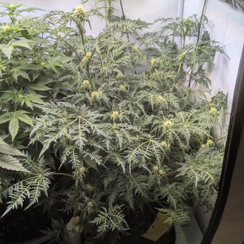 Frosty's Purple Freak  growlog timeline photo