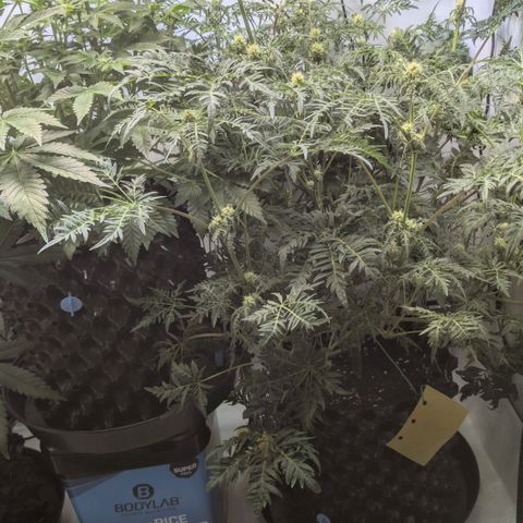 Frosty's Purple Freak  growlog timeline photo
