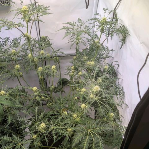 Frosty's Purple Freak  growlog timeline photo