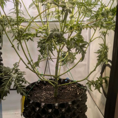 Frosty's Purple Freak  growlog timeline photo