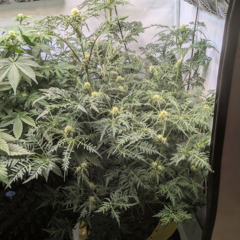 Frosty's Purple Freak  growlog timeline photo