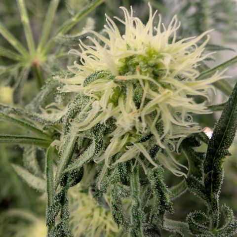 Frosty's Purple Freak  growlog timeline photo