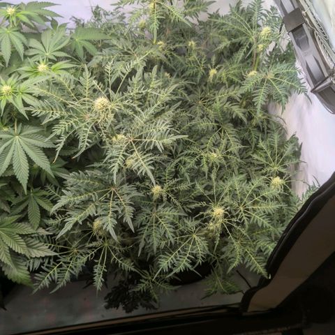 Frosty's Purple Freak  growlog timeline photo