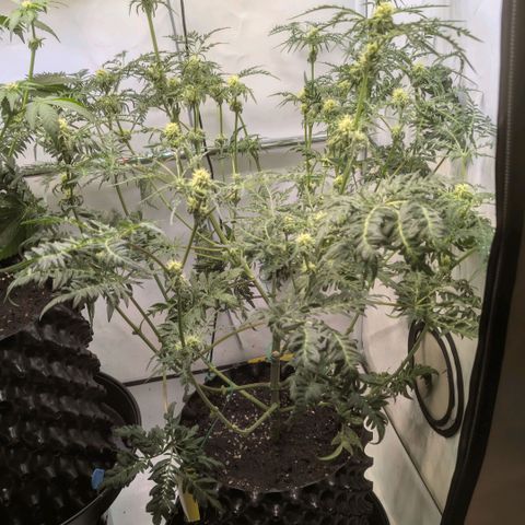 Frosty's Purple Freak  growlog timeline photo