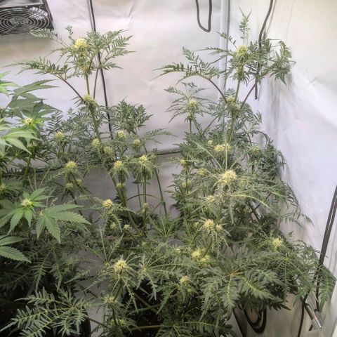 Frosty's Purple Freak  growlog timeline photo