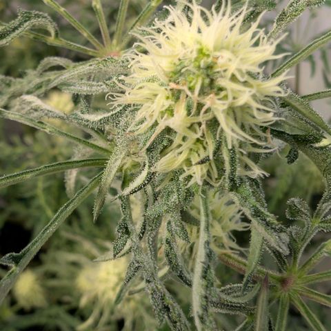 Frosty's Purple Freak  growlog timeline photo