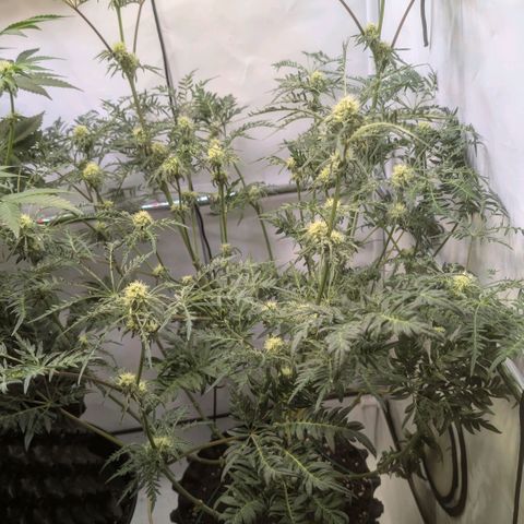 Frosty's Purple Freak  growlog timeline photo