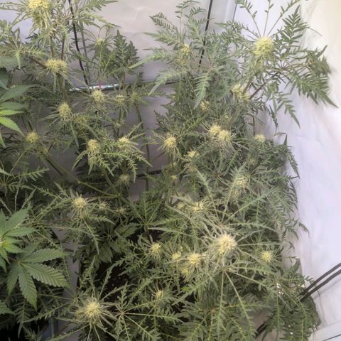 Frosty's Purple Freak  growlog timeline photo