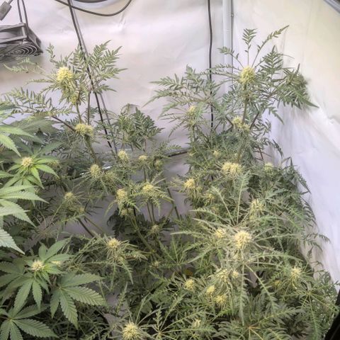 Frosty's Purple Freak  growlog timeline photo