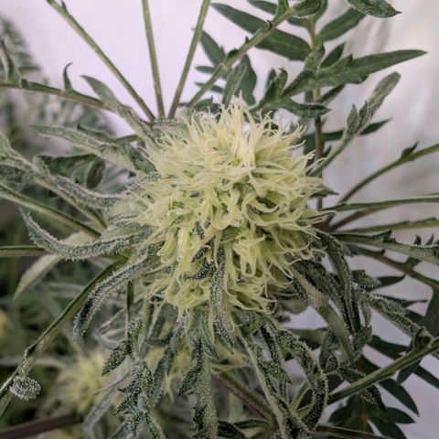 Frosty's Purple Freak  growlog timeline photo