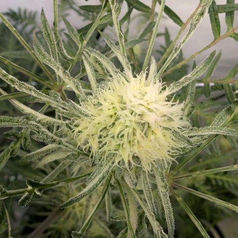 Frosty's Purple Freak  growlog timeline photo