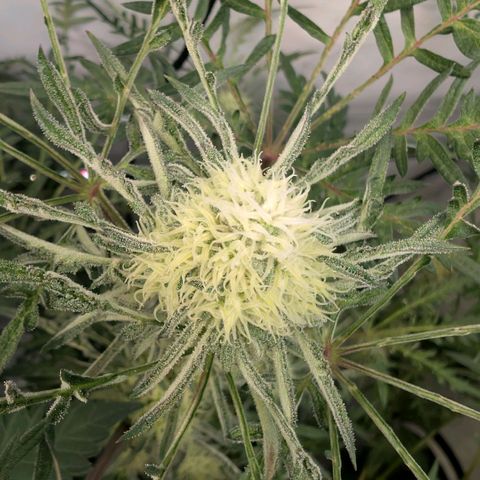 Frosty's Purple Freak  growlog timeline photo