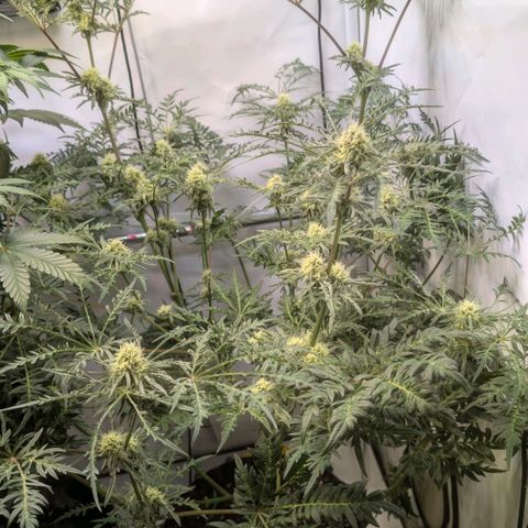 Frosty's Purple Freak  growlog timeline photo